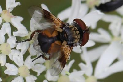 <i>Ectophasia crassipennis</i>