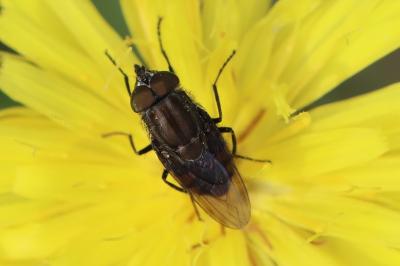<i>Stomorhina lunata</i>