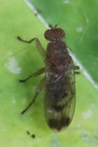 <i>Suillia variegata</i>