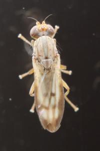<i>Opomyza germinationis</i>