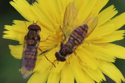 <i>Episyrphus balteatus</i>