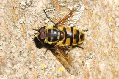 <i>Myathropa florea</i>