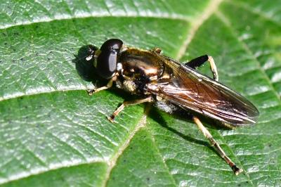 <i>Xylota segnis</i>