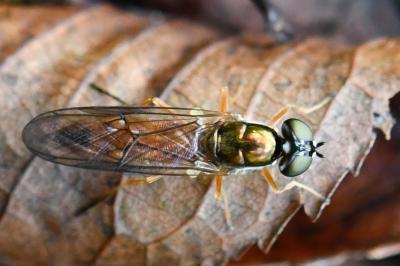 <i>Sargus bipunctatus</i>
