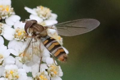 <i>Episyrphus balteatus</i>