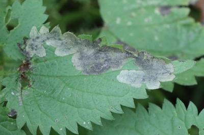<i>Agromyza</i>