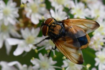 <i>Phasia aurigera</i>
