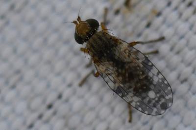 <i>Tephritis vespertina</i>