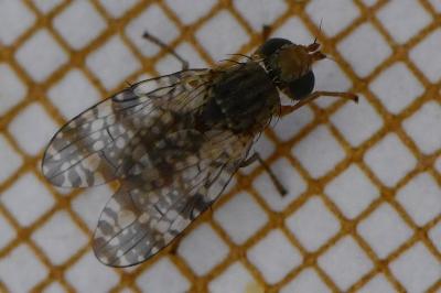 <i>Tephritis vespertina</i>