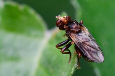 <i>Sicus ferrugineus</i>