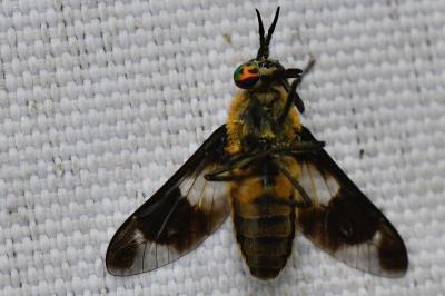 <i>Chrysops caecutiens</i>
