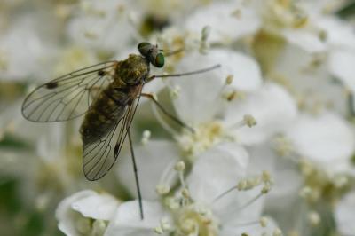 <i>Chrysopilus asiliformis</i>