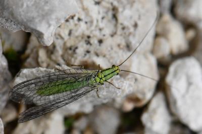 <i>Hypochrysa elegans</i>