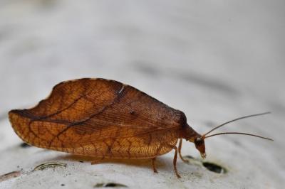 <i>Drepanepteryx phalaenoides</i>