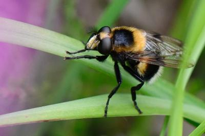 <i>Volucella bombylans</i>