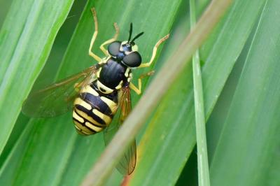 <i>Chrysotoxum verralli</i>