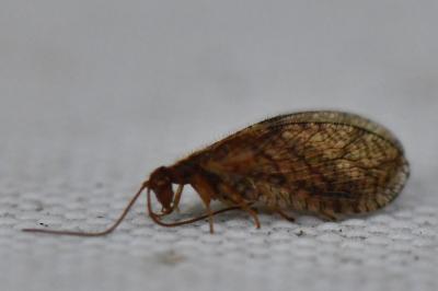 <i>Micromus angulatus</i>
