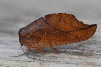 <i>Drepanepteryx phalaenoides</i>