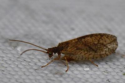 <i>Micromus angulatus</i>