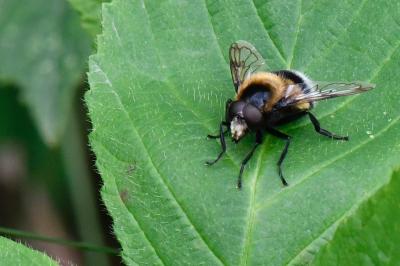 <i>Volucella bombylans</i>