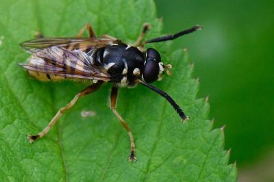 <i>Temnostoma vespiforme</i>