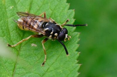 <i>Temnostoma vespiforme</i>