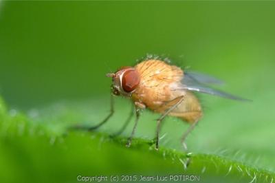 <i>Pegomya testacea</i>
