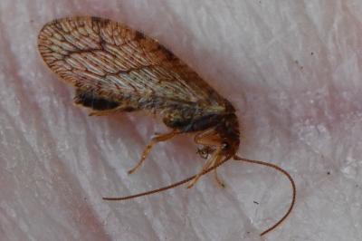 <i>Micromus angulatus</i>