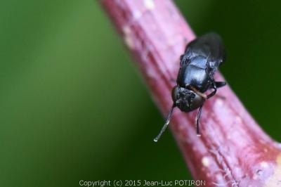 <i>Discomyza incurva</i>