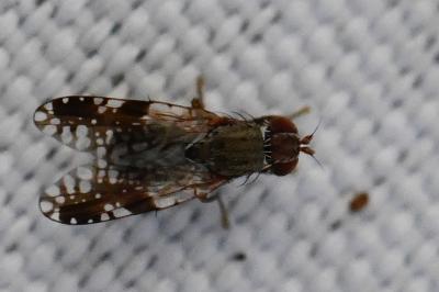 <i>Tephritis neesii</i>