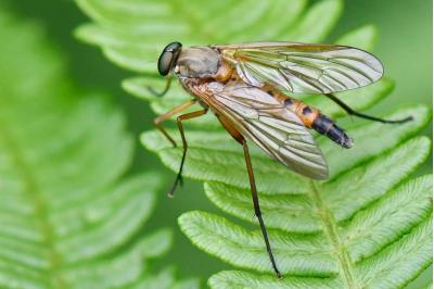 <i>Rhagio tringarius</i>