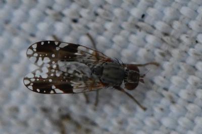 <i>Tephritis neesii</i>
