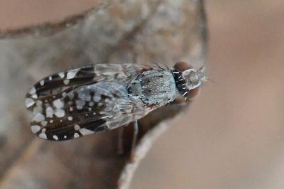 <i>Tephritis neesii</i>