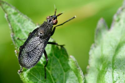 <i>Coremacera marginata</i>