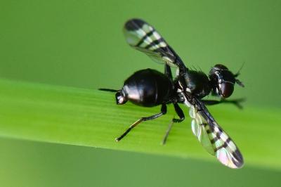 <i>Rivellia syngenesiae</i>