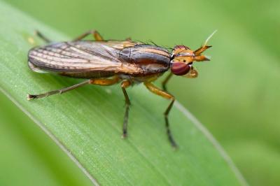 <i>Limnia unguicornis</i>