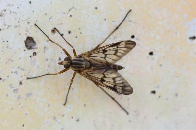 <i>Rhagio scolopaceus</i>