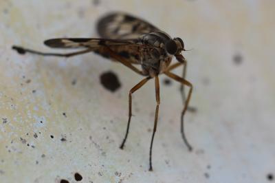 <i>Rhagio scolopaceus</i>