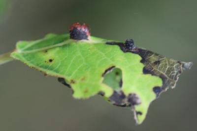 <i>Harmandiola</i>