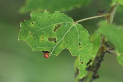 <i>Harmandiola</i>