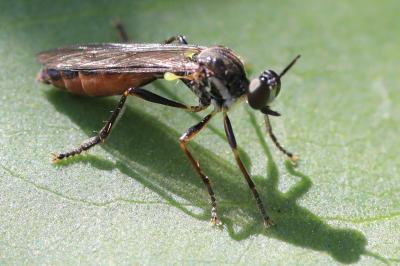 <i>Dioctria hyalipennis</i>