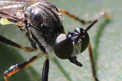 <i>Dioctria hyalipennis</i>