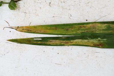 <i>Cerodontha iridis</i>