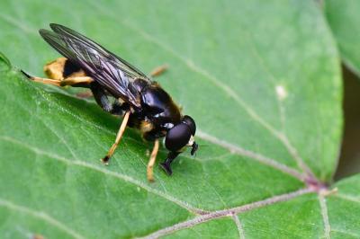 <i>Xylota sylvarum</i>