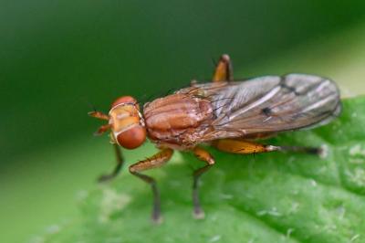 <i>Tetanocera arrogans</i>