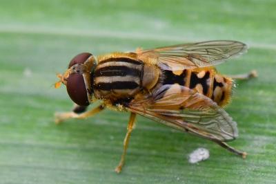 <i>Parhelophilus versicolor</i>
