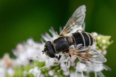 <i>Eristalis arbustorum</i>