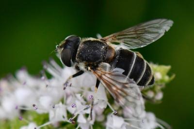 <i>Eristalis arbustorum</i>