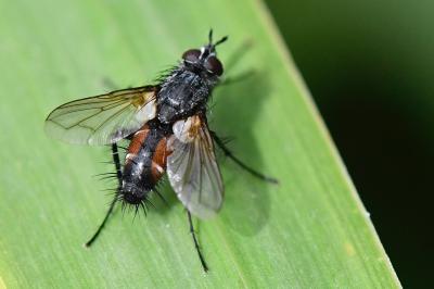 Eriothrix rufomaculata