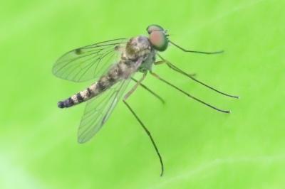 <i>Chrysopilus asiliformis</i>